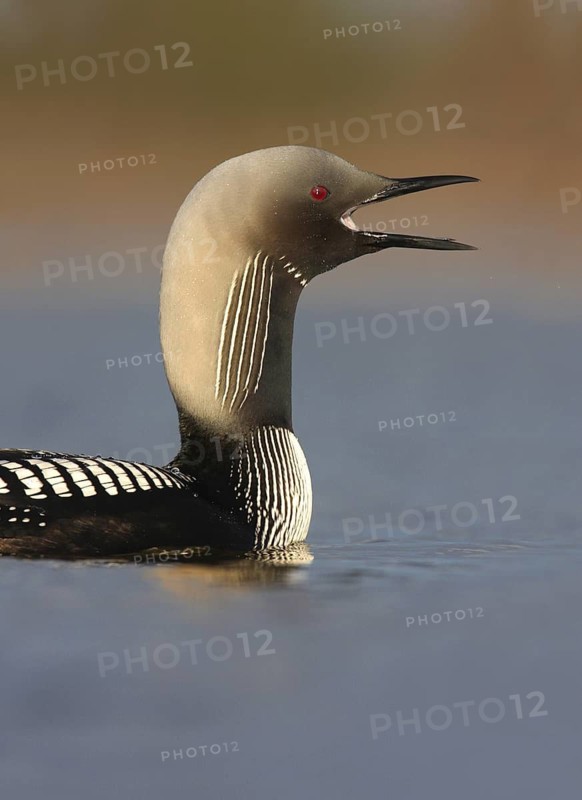 Pacific Loon (Gavia pacifica), Manitoba, Canada