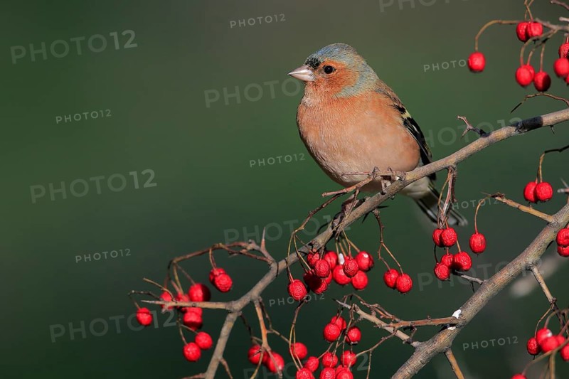 Common Chaffinch (Fringilla coelebs) male perched on a branch, Andalusia, Spain