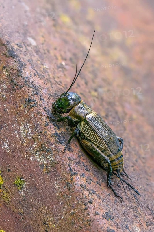 Field cricket, Gryllus campestris, ensifera, field cricket, crickets, high size, portrait format, insects, long-feeler scare