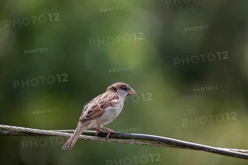 House sparrow (Passer domesticus) sitting on a wire, Gazipur, Bangladesh