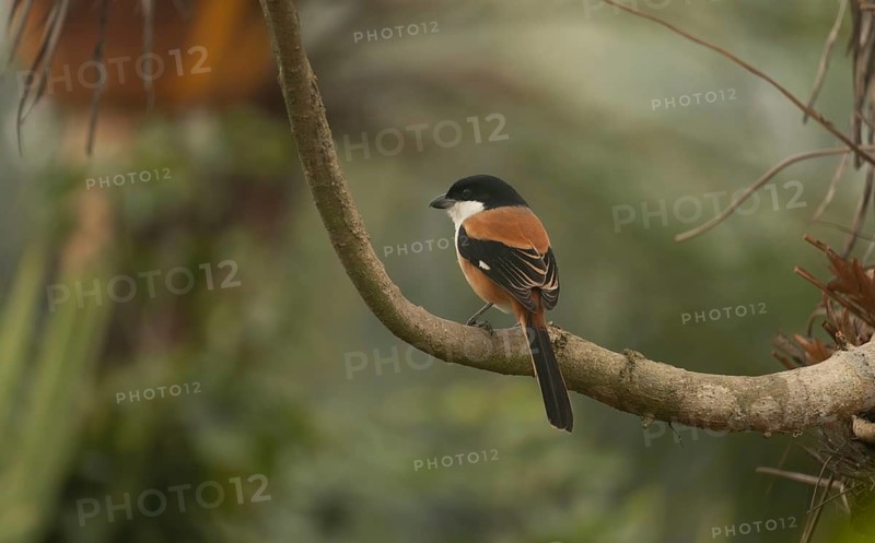 A long-tailed shrike or rufous-backed shrike (Lanius schach) on a tree branch, Sreepur, Gazipur, Bangladesh