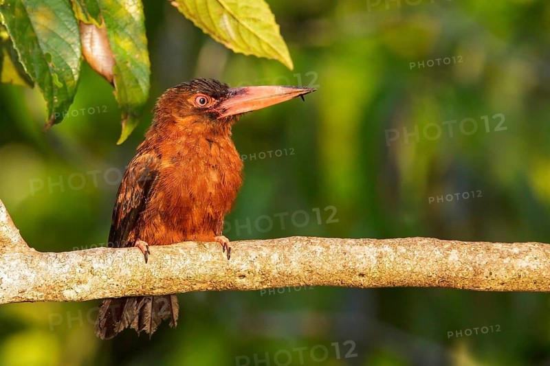 Purus Jacamar (Galbalcyrhynchus purusianus) perched on a branch in Manu National Park, Peru