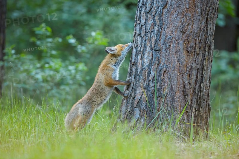 Red fox (Vulpes vulpes), young fox standing upright sniffing a tree trunk in a green forest, summer, Hesse, Germany