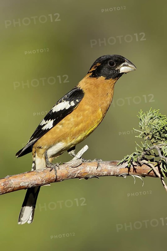 Black-headed Grosbeak (Pheucticus melanocephalus) male, Arizona, USA