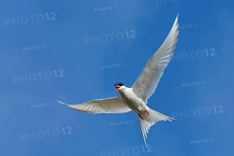 Arctic Arctic Tern, (Sterna paradisaea), animals, birds, subspecies of the tern family, flight photo, Ólafsvík, Ólafsvík, Iceland