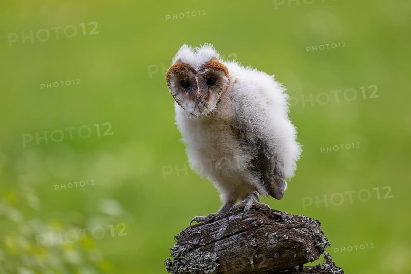 One young barn owl (Tyto alba) sitting on a branch lying in a meadow in late evening light