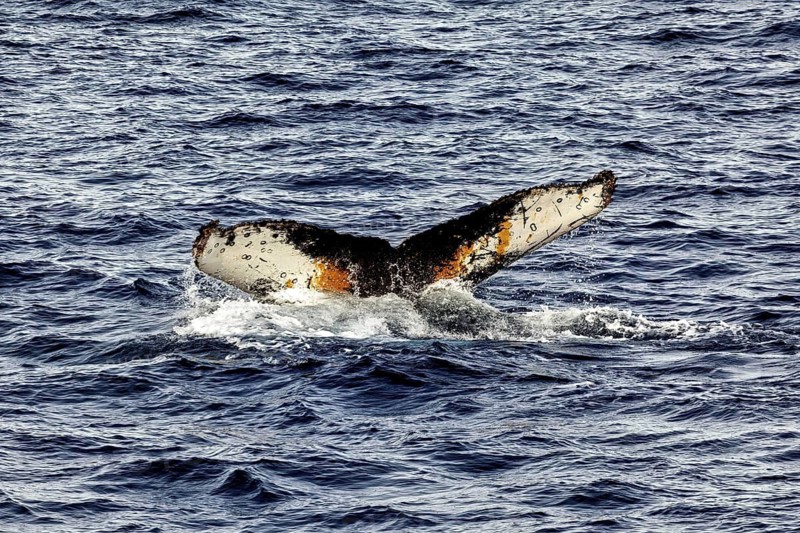 The colourful tail fin of a whale breaks through the waves, The fluke of a diving humpback whale in the Antarctic (Megaptera novaeangliae)