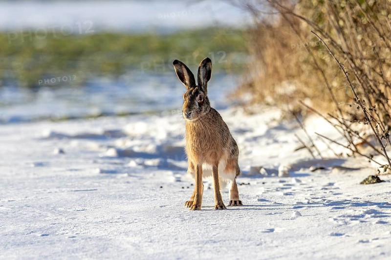 European brown hare (Lepus europaeus) sitting in snow covered field next to hedge, hedgerow in winter
