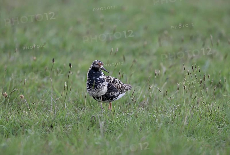 Ruff (Philomachus pugnax) in a meadow, Texel, North Holland, Netherlands