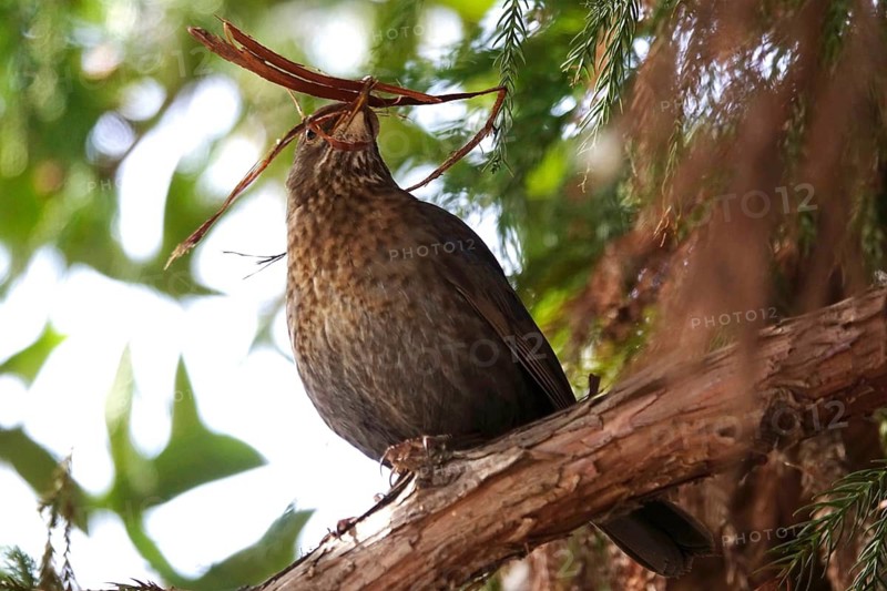 Female blackbird building a nest, spring, Germany