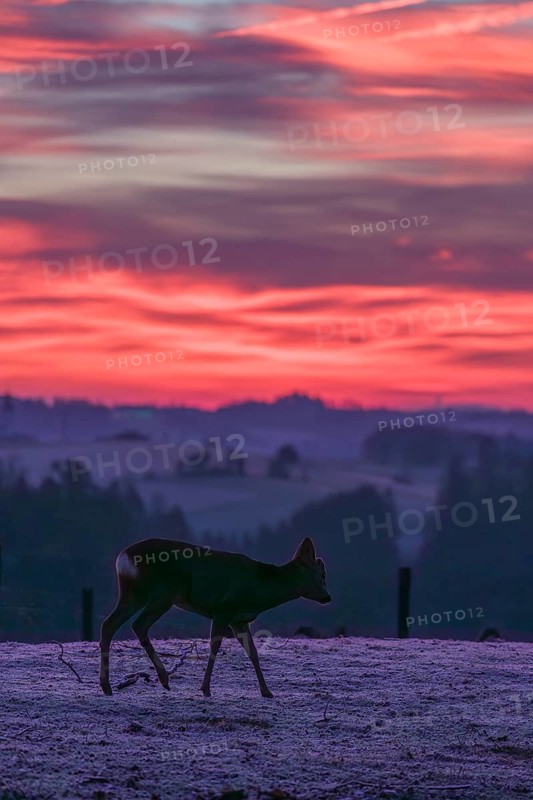 A male roe deer (Capreolus capreolus) crosses a frozen meadow before sunrise