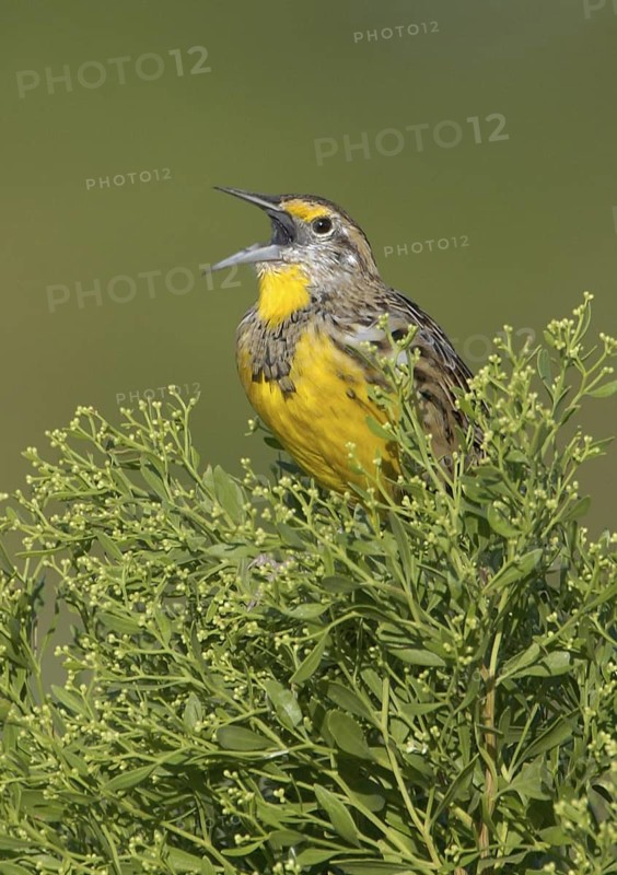 Eastern Meadowlark (Sturnella magna) singing, Texas, USA