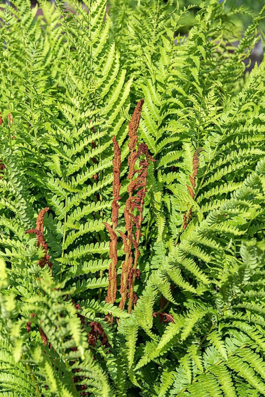 Cinnamon fern (Osmunda cinnamomea),  Sweden