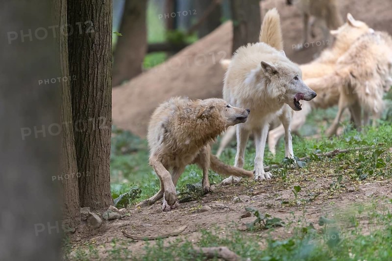 Pack of Arctic wolves (Canis lupus arctos) showing social behaviour in a forest with green undergrowth