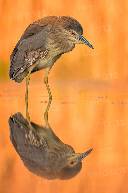 Black-crowned Night Heron (Nycticorax nycticorax) juvenile, Hungary