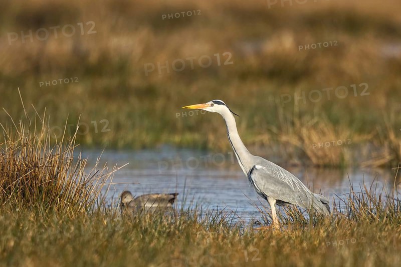 Grey Heron (Ardea cinerea) foraging, North Rhine-Westphalia, Germany