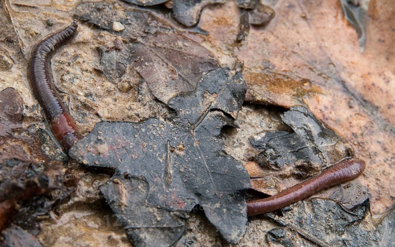 Annelida, clitellata, earthworm, shingles, lumbricidae, oligochaeta, annelids, few bristles, earthworm