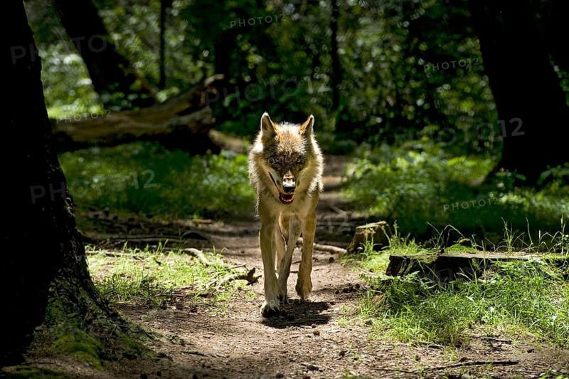 Eurasian wolf (Canis lupus lupus), European grey wolf running head-on towards the camera in a sunlit forest, backlit on a forest path, Poing Wildlife Park, Upper Bavaria, Bavaria, Germany
