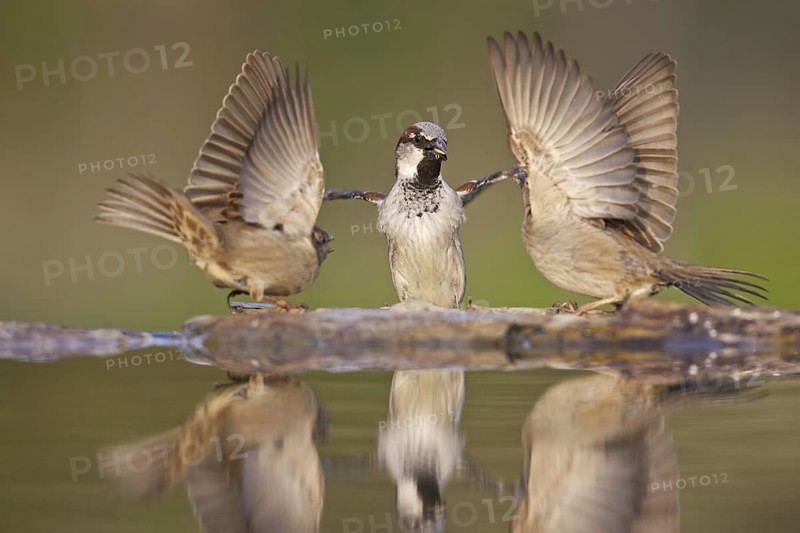 House Sparrow (Passer domesticus), Germany