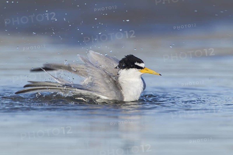 Least Tern bathing on New England Beach