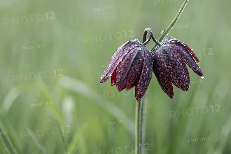 Chequerboard flowers (Fritillaria meleagris), Lower Saxony, Germany