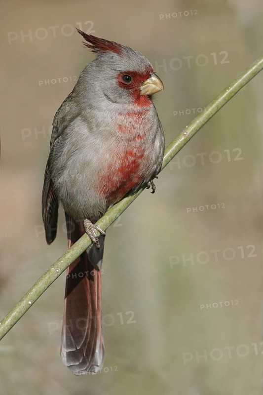 Pyrrhuloxia (Cardinalis sinuatus) male, Arizona, USA