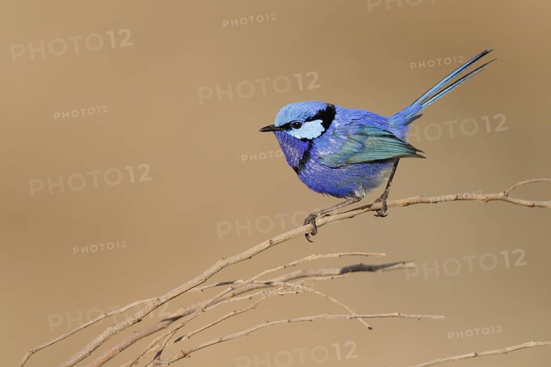 Splendid Fairywren (Malurus splendens) male, Western Australia, Australia