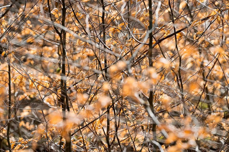 Details, Primeval forest Urwald Sababurg, Hofgeismar, Weser Uplands, Weserbergland, Hesse, Germany
