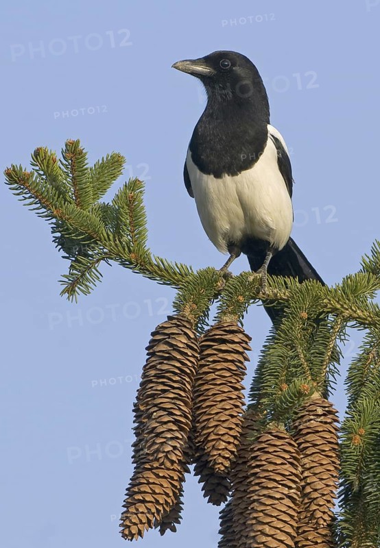 Eurasian Magpie (Pica pica), Saxony, Germany