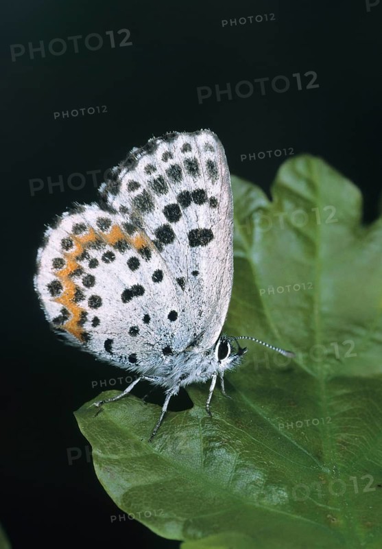 Chequered blue, moth blue, Scolitantides Orion, butterfly, high size, portrait format, insects, butterfly, butterflies