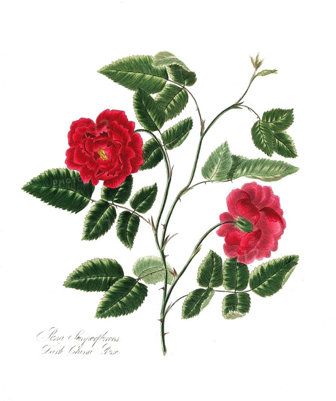 Rosa semperflorens, Dark China Rose, Rose, Historic Noble Rose, Rose variety, Illustration from 1799, Historic, Digitally restored reproduction from a 19th century original, Record date not stated