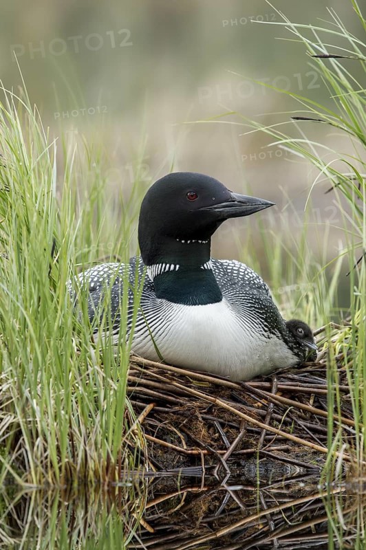 Great Northern Loon (Gavia immer) with chick in nest, British Columbia, Canada