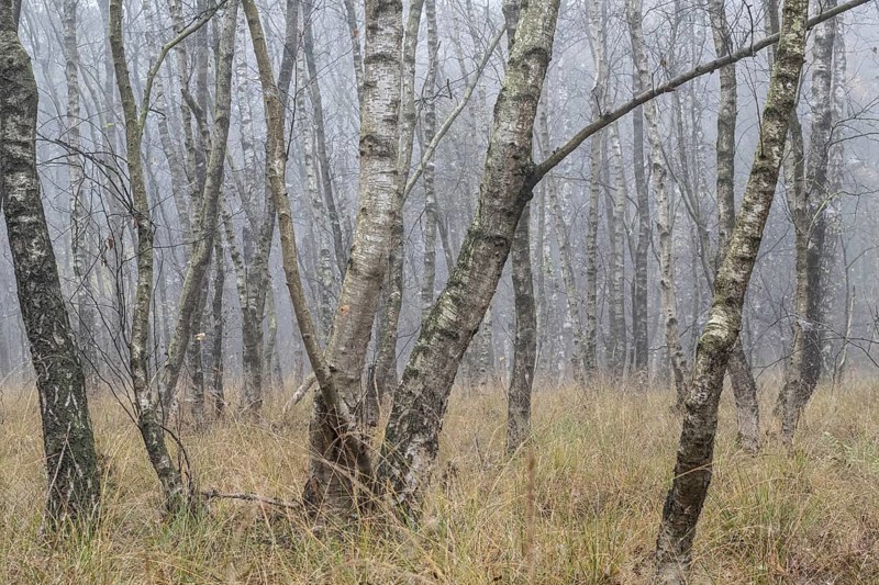 Fog in birch quarry forest (Betula pendula), Emsland, Lower Saxony, Germany