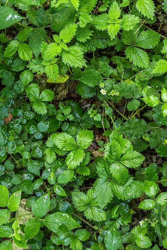 Vibrant green leaves in a lush forest setting, showcasing natural textures and rich shadows, perfect for eco themed design or nature inspired projects