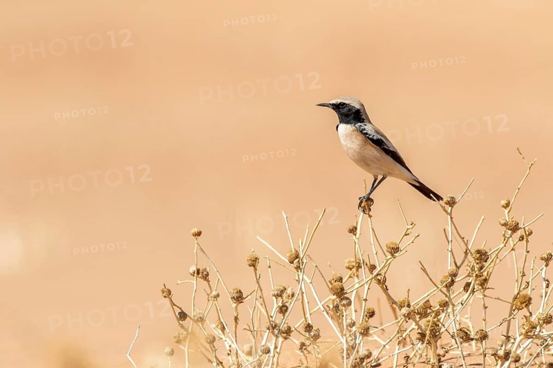 Desert Wheatear (Oenanthe deserti homochroa) male, Zagora, Morocco