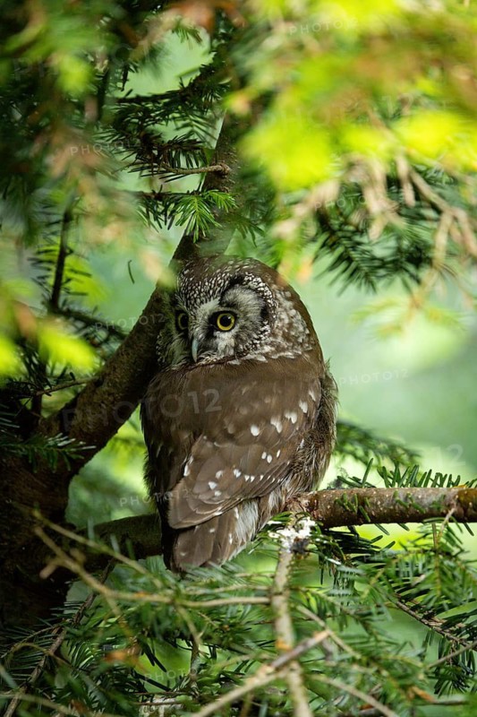 An owl sits quietly, watching, on a tree branch surrounded by leaves, an Ural Owl (Strix uralensis), adult, on a fir tree, alert, Bohemian Forest, Czech Republic