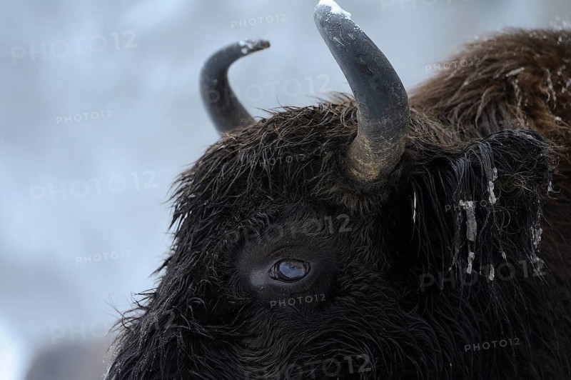 Close-up of a bison head with focus on the horn in winter, bison (Bos bonasus), Bavarian Forest National Park