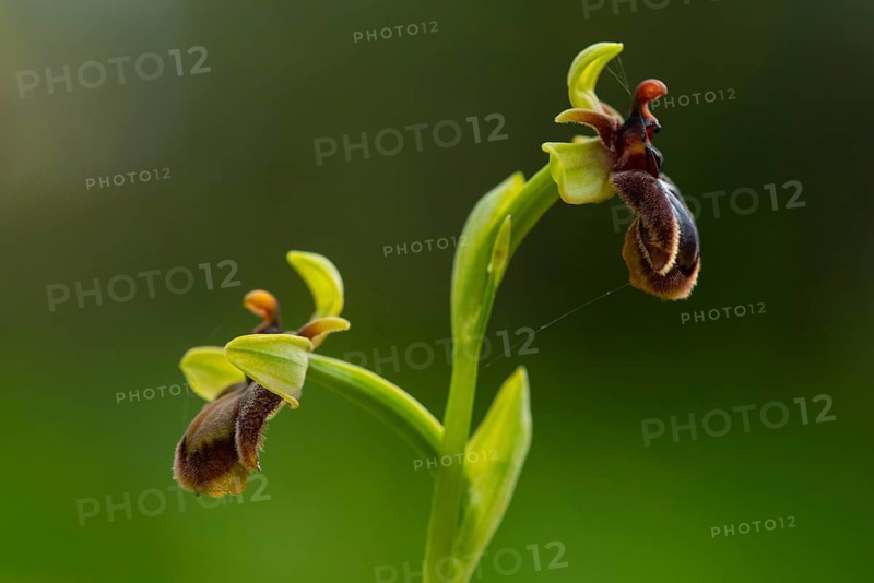 An exquisite example of mimicry in nature, this image features a rare Andalusian orchid resembling a bee, set against a soft green background