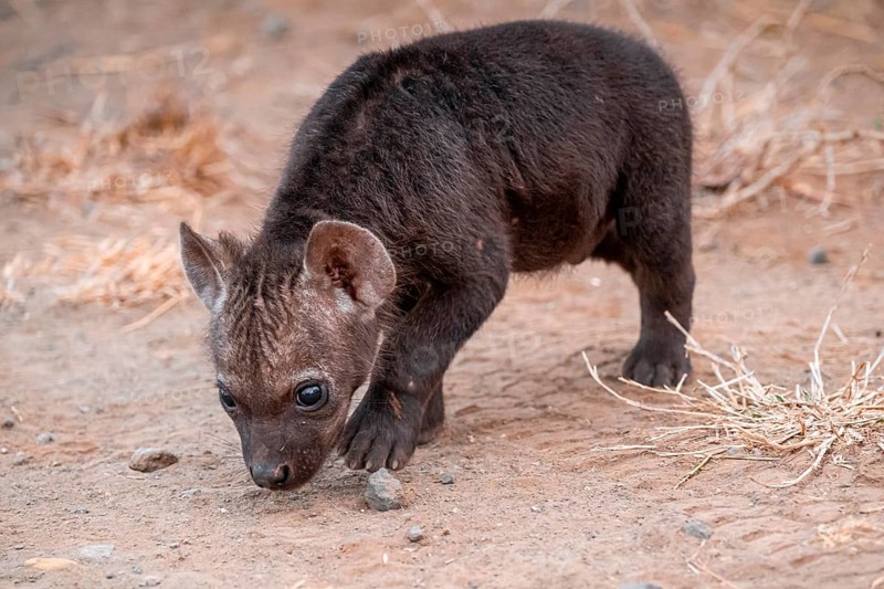 Spotted hyena (Crocuta crocuta), male curious young sniffing the ground, Kruger National Park, South Africa