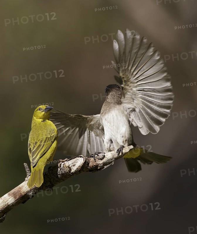 Holub's Golden Weaver & Common Bulbul (Ploceus xanthops & Pycnonotus barbatus), Chobe, Botswana