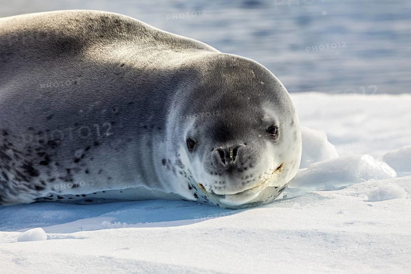 Close-up of a sea lion lying on an ice floe in the calm Antarctic, leopard seal (Hydrurga leptonyx) on an ice floe in the Antarctic