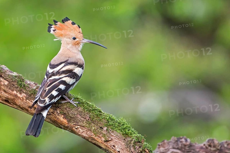 Eurasian Hoopoe (Upupa epops) male, Tuscany, Italy
