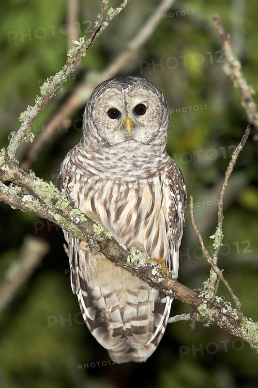 Barred Owl Strix varia Tamarack, Aitkin County, Minnesota, USA 11 September Adult Strigidae