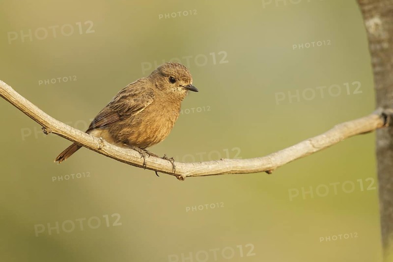Pied Bush Chat (Saxicola caprata) female, Chang Mai, Thailand