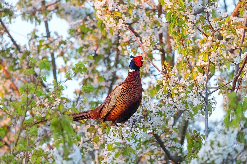 Pheasant, Common Pheasant, Pheasant, Ring-necked Pheasant, Phasianus colchicus, Faisan de Colchide, Faisan de chasse, Fais-n Vulgar, sitting in a tree, Bad D¸rkheim district, Wachenheim an der Weinstra?e, Rhineland-Palatinate, Germany