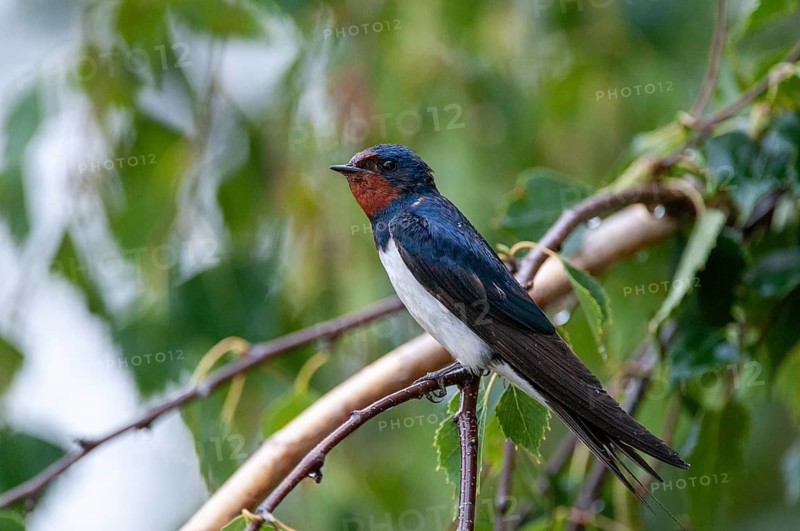 Hirundo rustica, house martin, swallow, birds, passeri, swallows, songbirds, songbirds, birds
