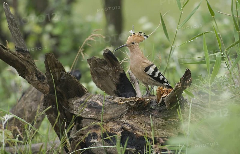Eurasian Hoopoe (Upupa epops), Burgenland, Austria