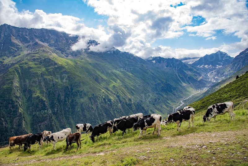 Young cattle on an alpine meadow in the Pitztal, in the background the valley of the Pitzbach and the Ötztal glacier, Tyrol, Austria