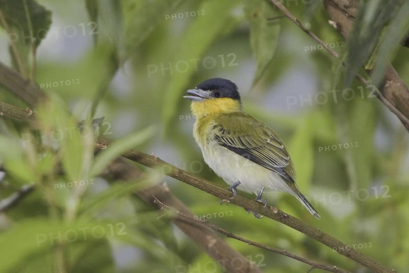 Yellow-cheeked Becard (Pachyramphus xanthogenys) singing, Ecuador