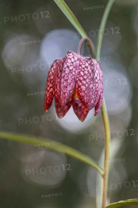 Snake's Head Fritillary (Fritillaria meleagris), Emsland, Lower Saxony, Germany